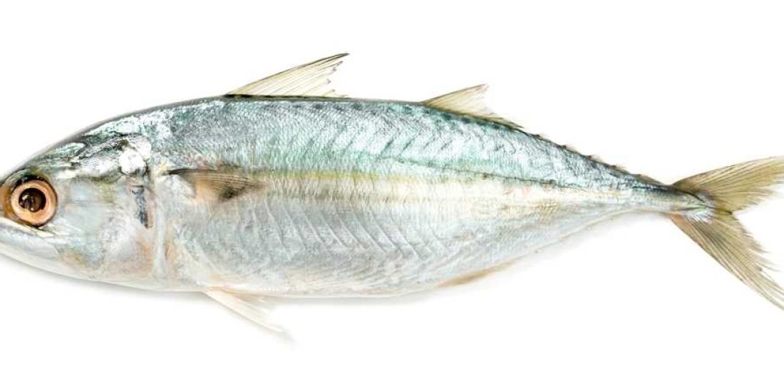 fresh-mackerel-fish-isolated-whi-transformed