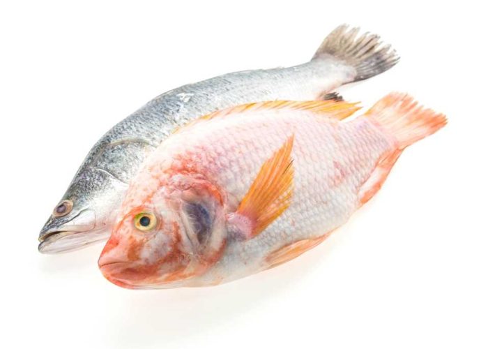 fresh-whole-fish-min-transformed fresh-whole-fish-min-transformed